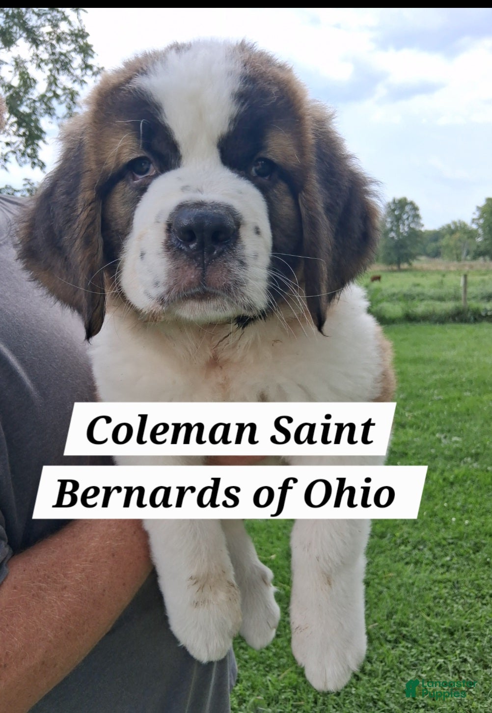 Saint Bernard dogs for sale: Roxanne - Ad 2