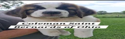 Saint Bernard dogs for sale: Roxanne - Ad 1