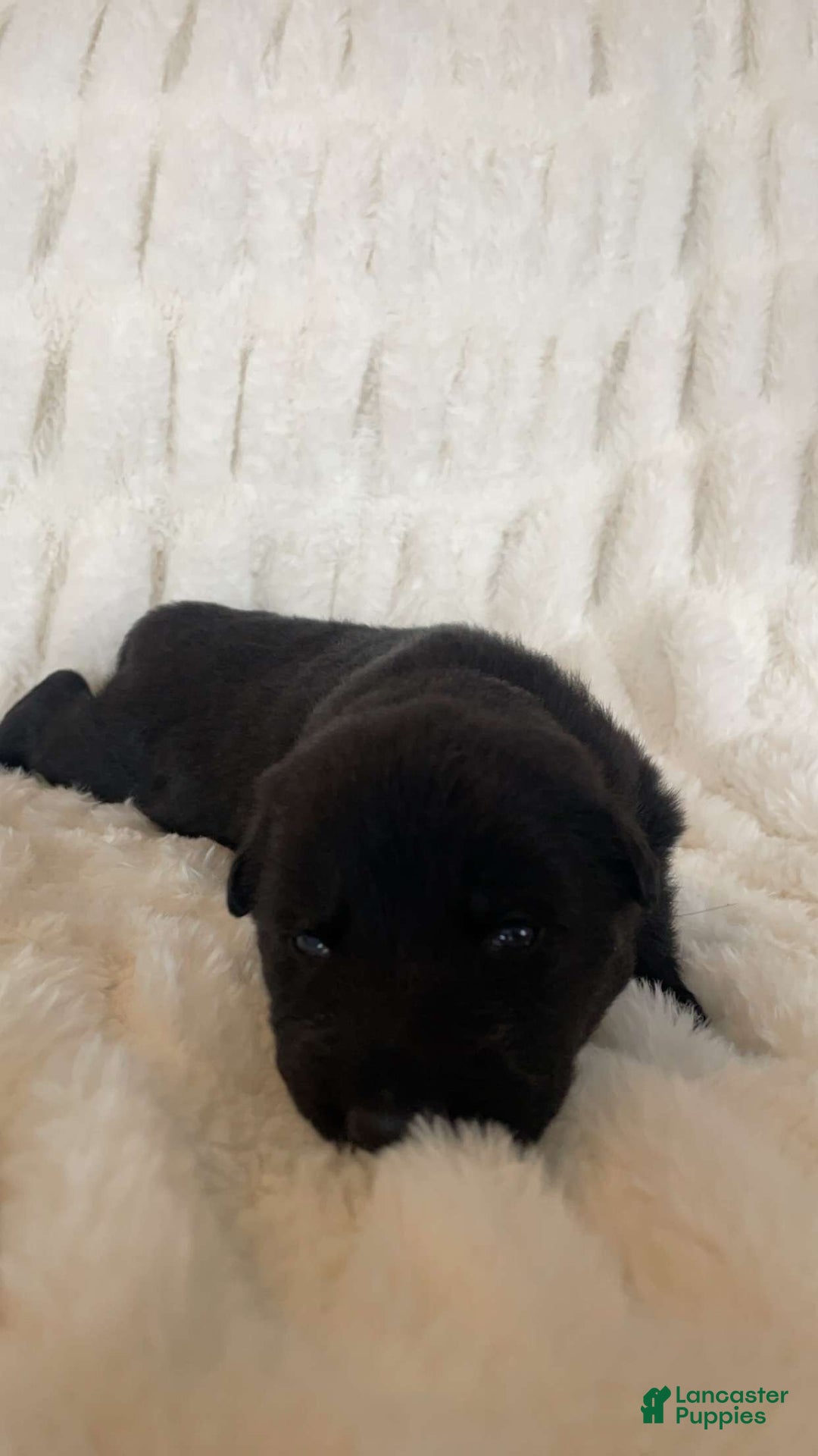 German Shepherd dogs for sale: German Shepherd Lavender Collar Female - Ad 1