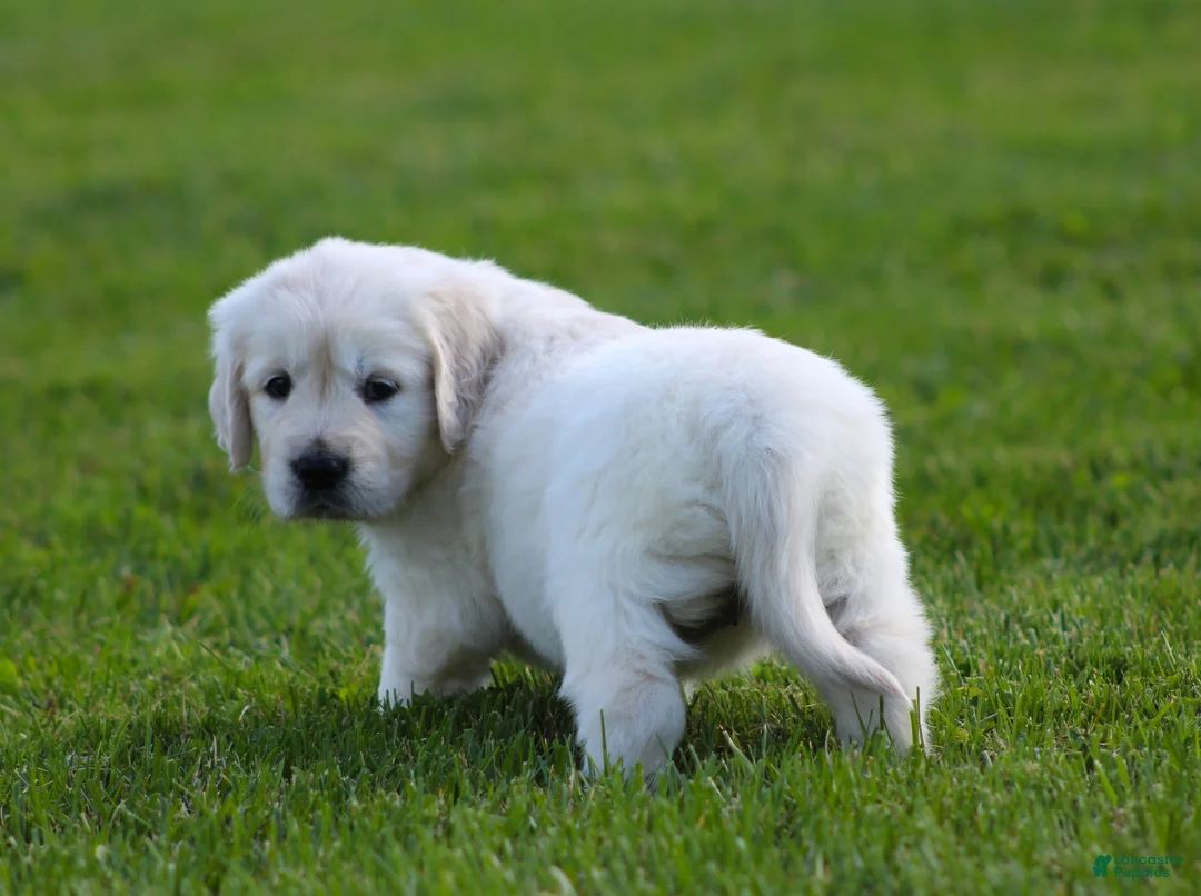 Golden Retriever dogs for sale: Lucy - Ad 6