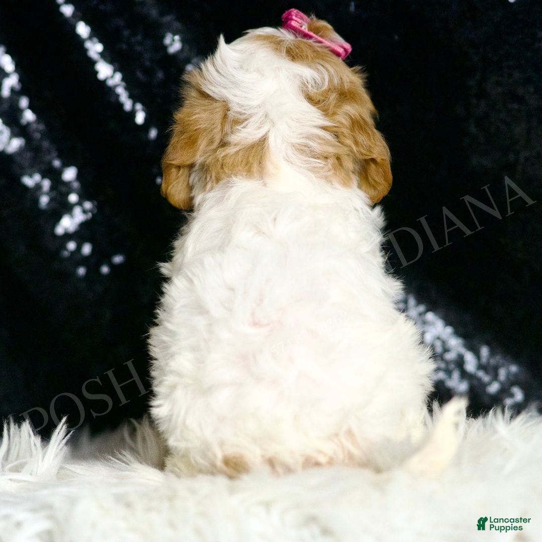 Cavapoo dogs for sale: Desiree F1  - Ad 5