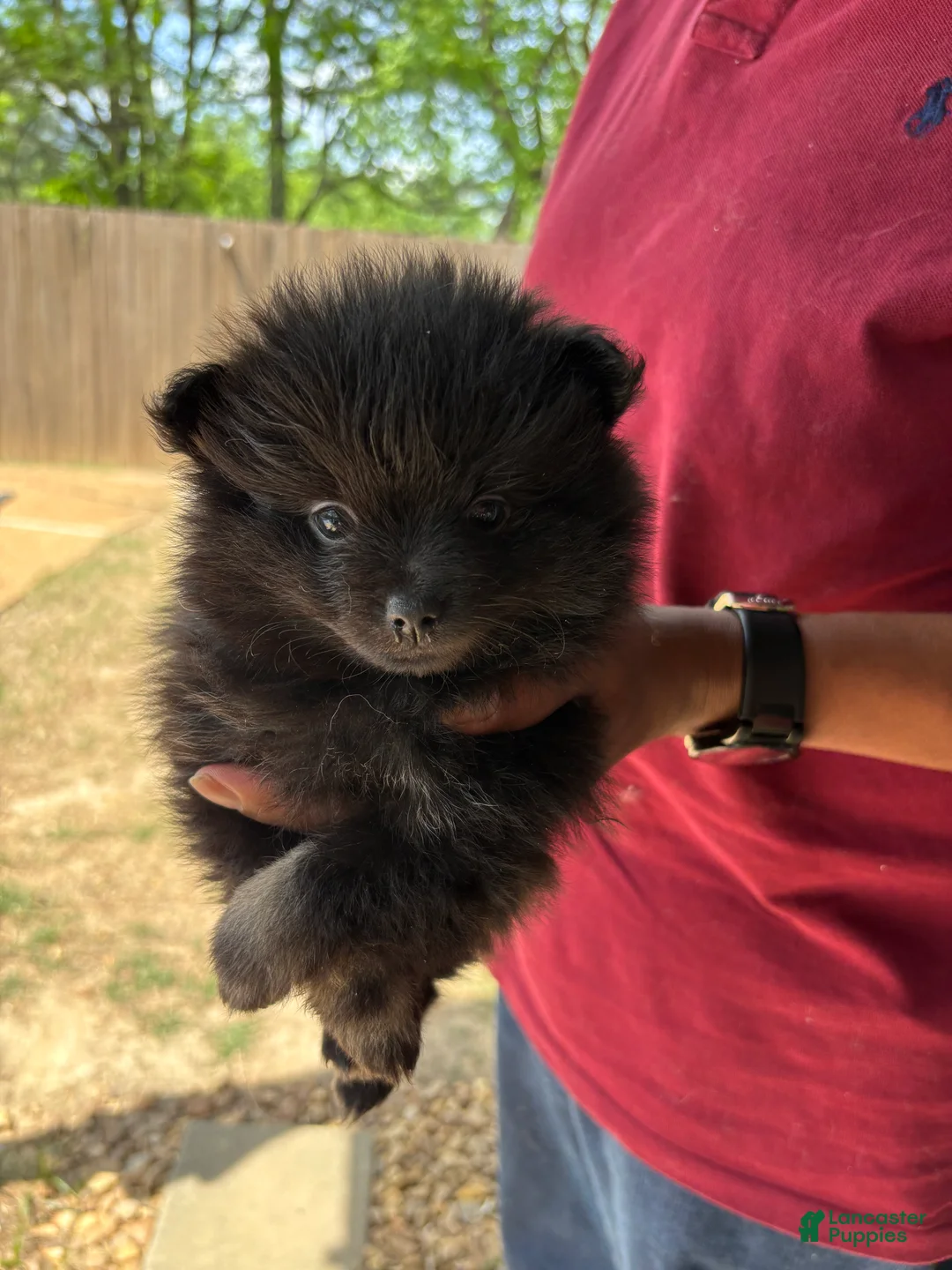 Pomeranian dogs for sale: Pomeranian Puppy 3 - Ad 1