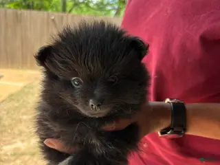 Pomeranian dogs Pomeranian Puppy 3 - Ad 2