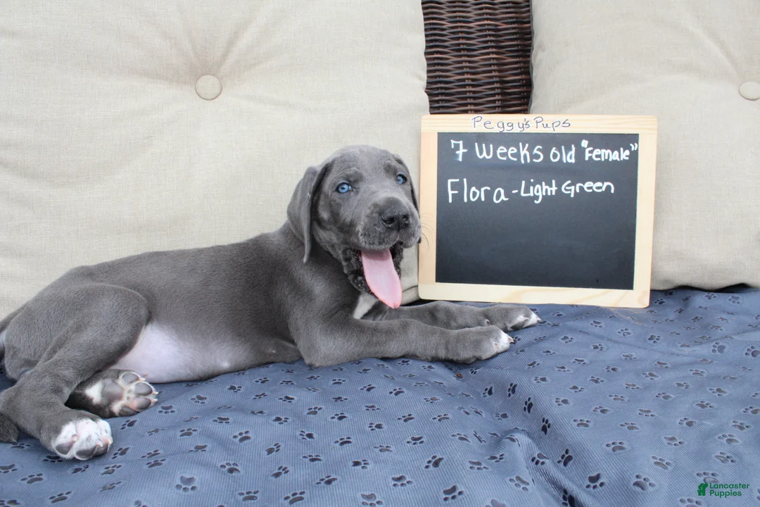 Great Dane dogs for sale: Flora - Ad 2