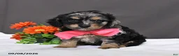 Cavapoo dogs for sale: Daisy - Ad 5