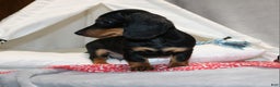 Miniature Dachshund dogs for sale: Hugo - Ad 11