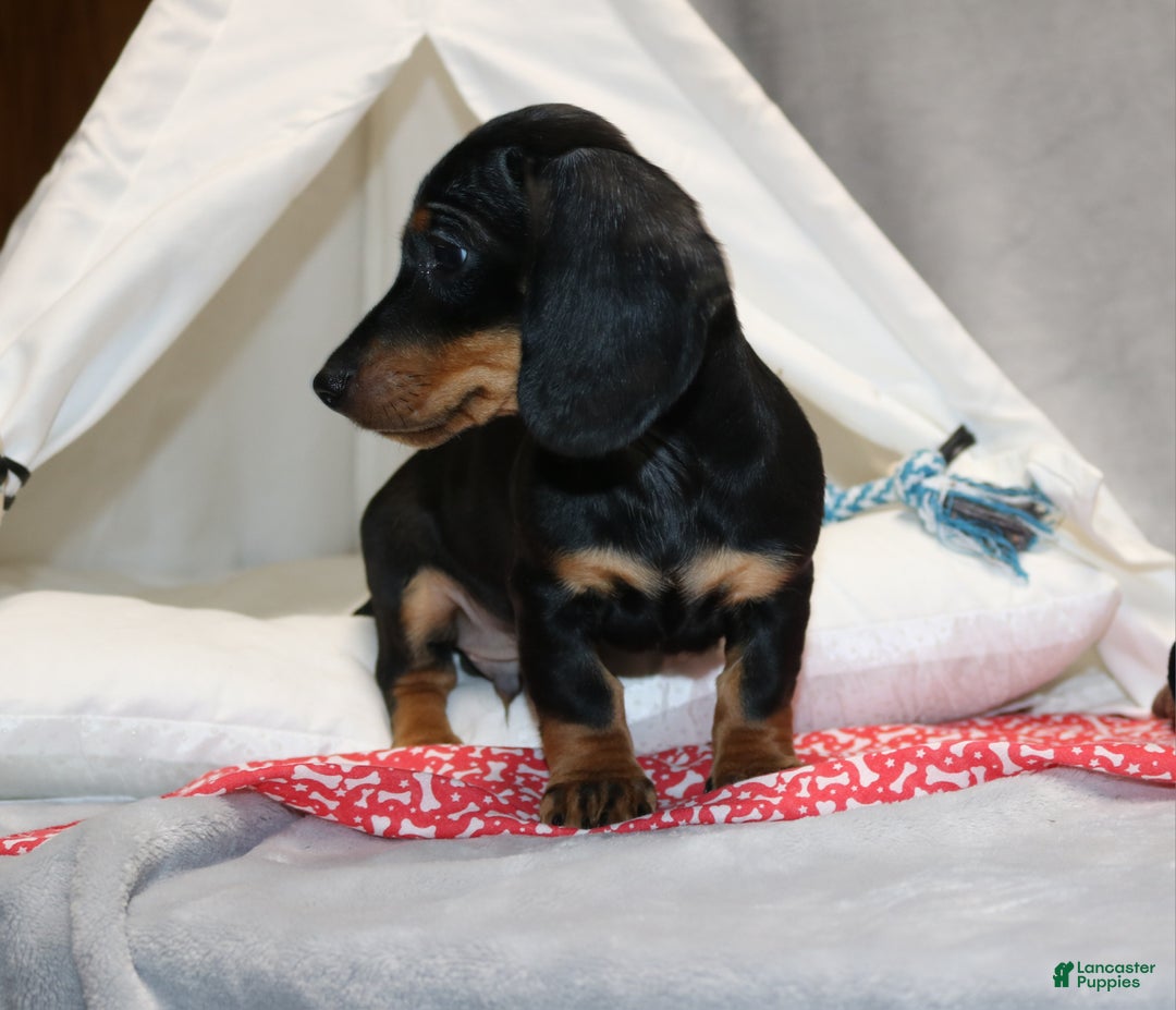Miniature Dachshund dogs for sale: Hugo - Ad 11