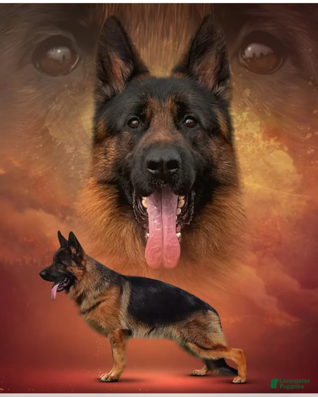 German Shepherd dogs for sale: German Shepherd Puppy 4 - Ad 4