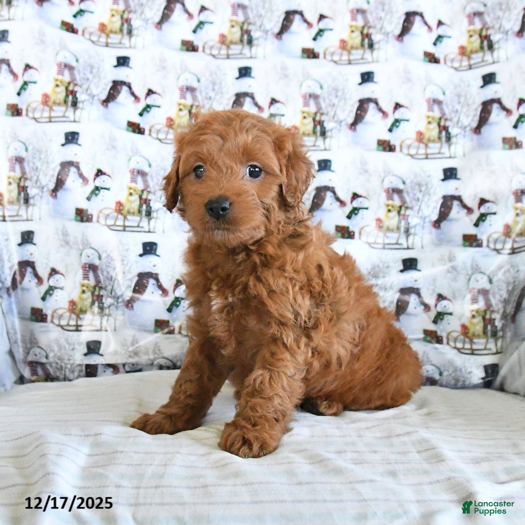 Mini Goldendoodle dogs for sale: Finn - Ad 2
