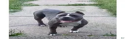 American Bully dogs for sale: American Bully 2 - Ad 5