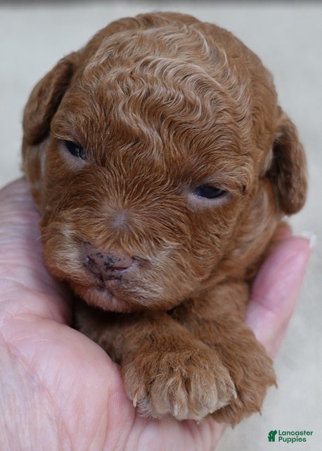 Toy Poodle dogs Zara - Ad 6