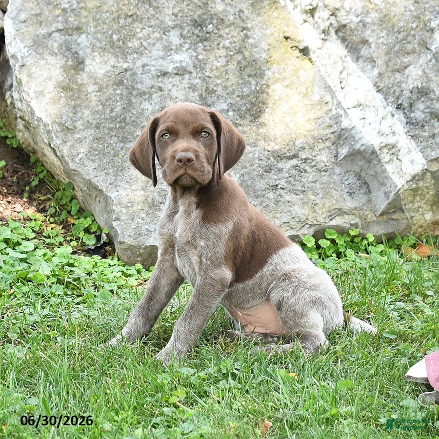 German Shorthaired Pointer dogs Remington - Ad 1