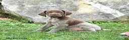 German Shorthaired Pointer dogs for sale: Remington - Ad 1