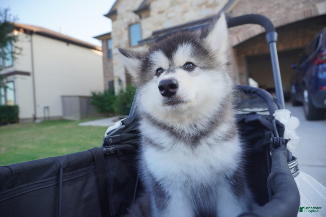 Alaskan Malamute dogs for sale: Dong Dong - Ad 8