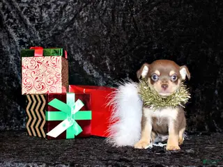 Chihuahua dogs Abner - Ad 28