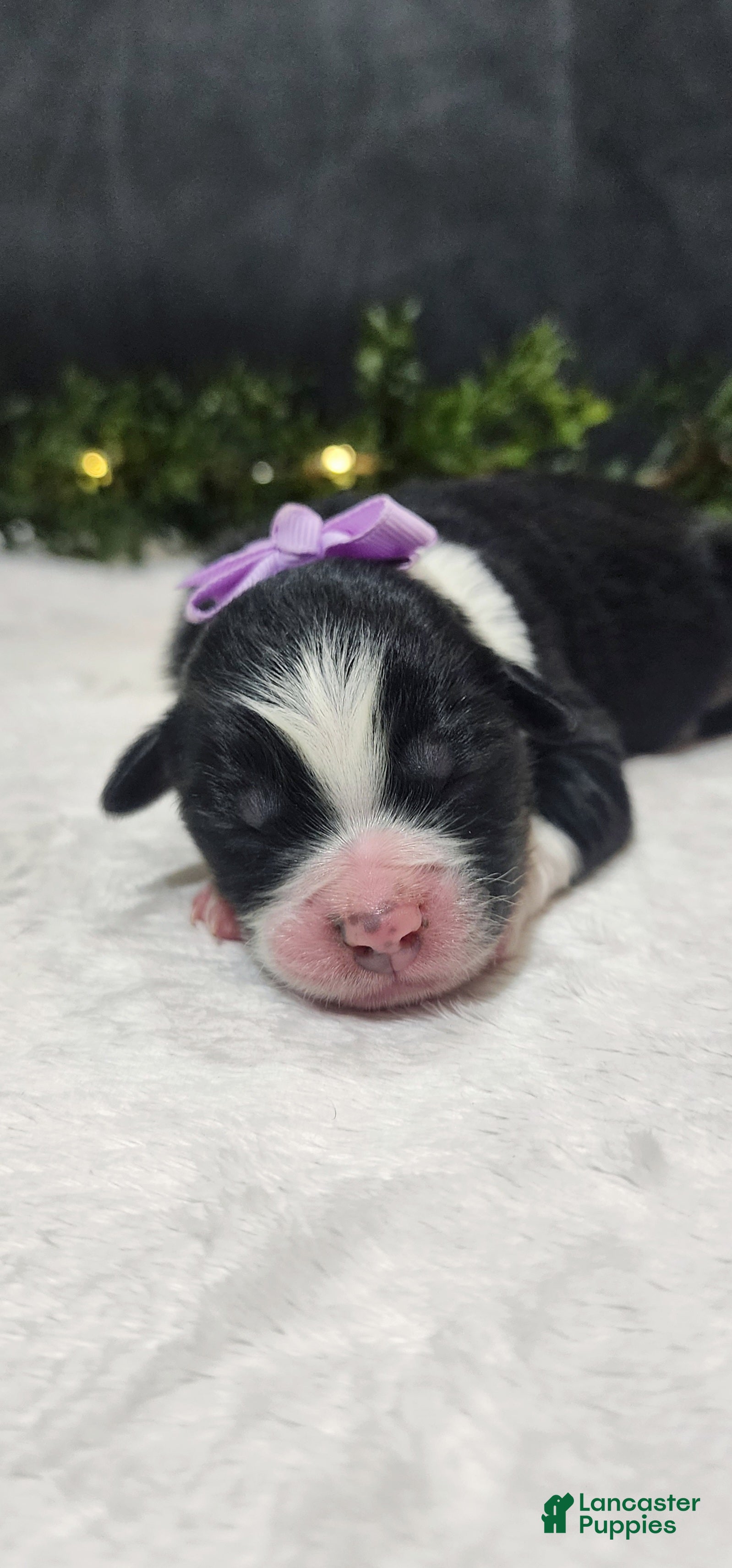 Miniature Australian Shepherd dogs Angel - Ad 21