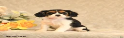 Cavalier King Charles Spaniel dogs for sale: Isabella - Ad 3