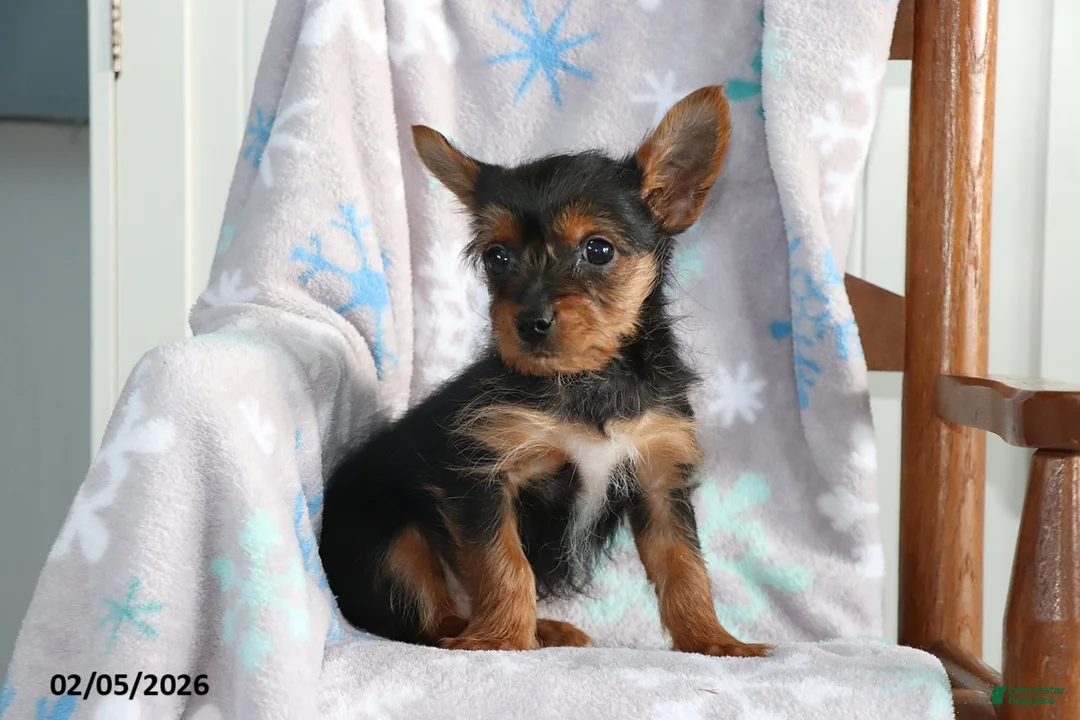 Yorkshire Terrier dogs for sale: Nick  - Ad 4