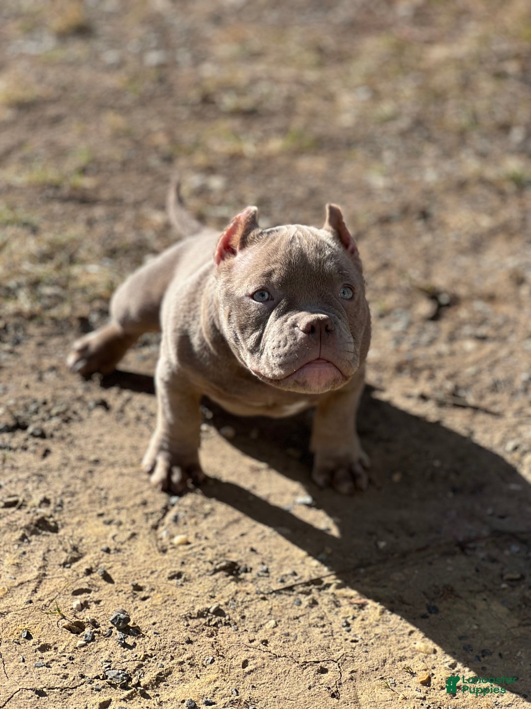 American Bully dogs for sale: American Bully Puppy 1 - Ad 3