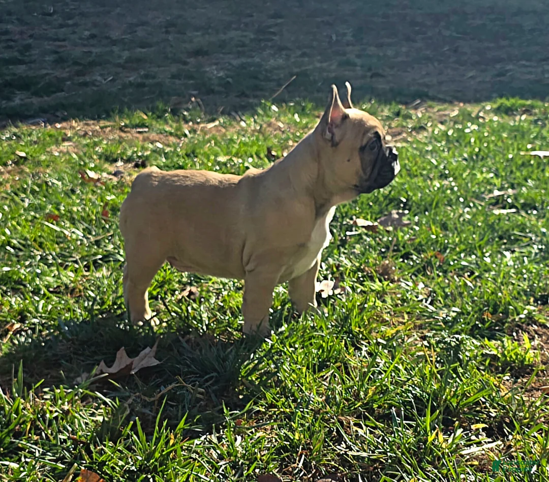 French Bulldog dogs for sale: Milo  - Ad 4