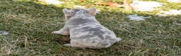 French Bulldog dogs for sale: Daisy  - Ad 6