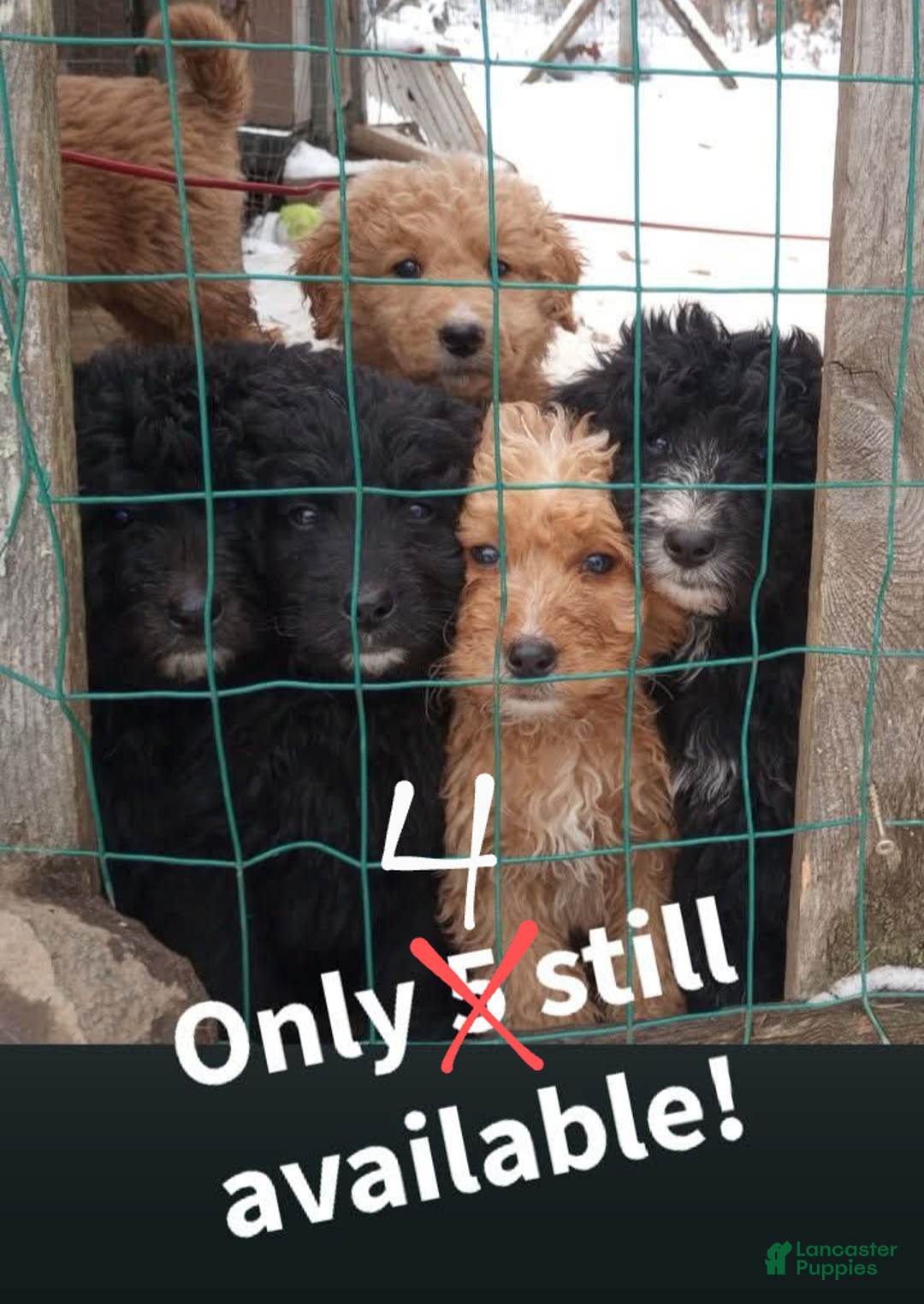 Bernedoodle dogs for sale: Barkley - Ad 6