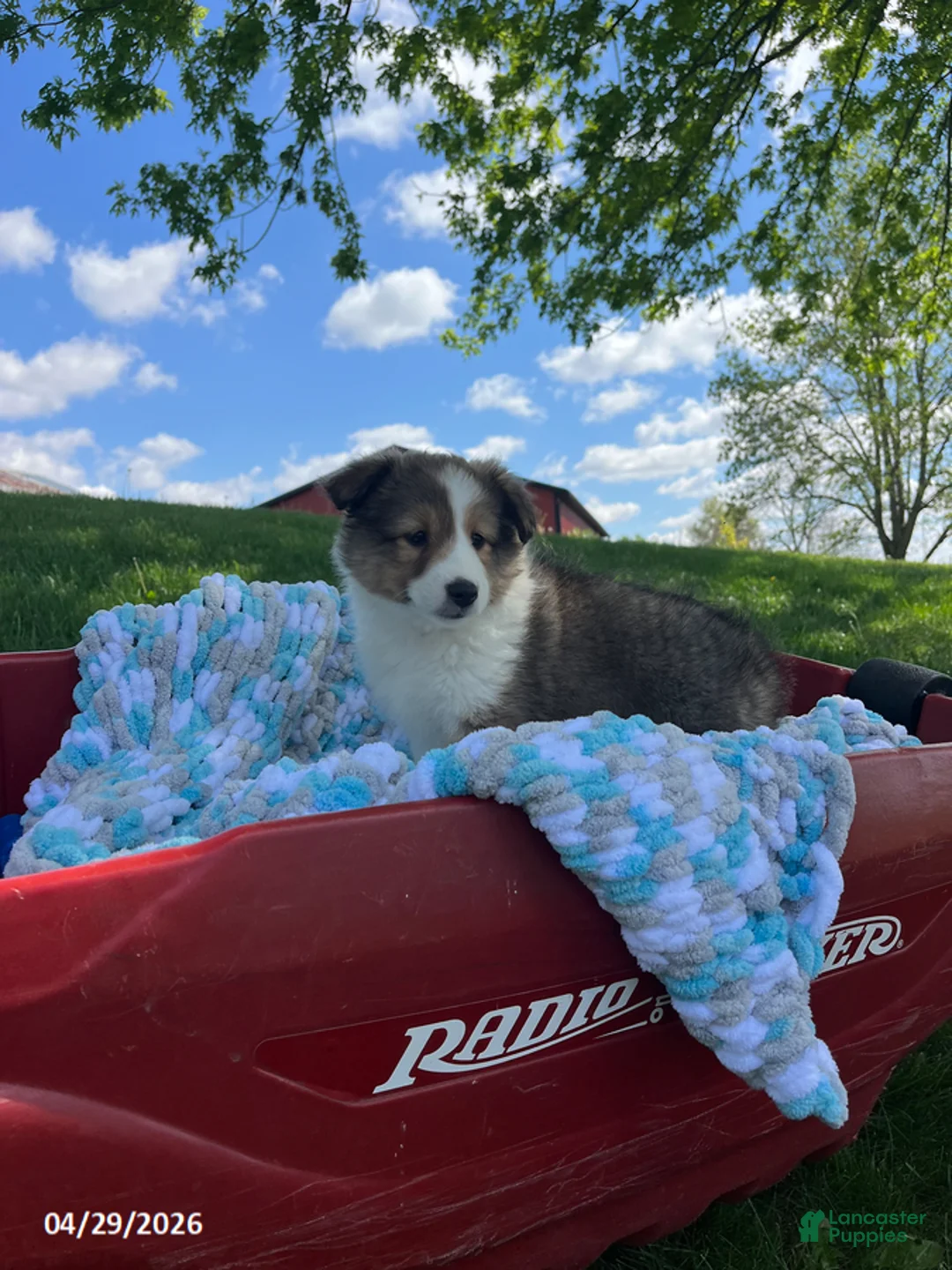 Shetland Sheepdog dogs for sale: Brenda - Ad 2