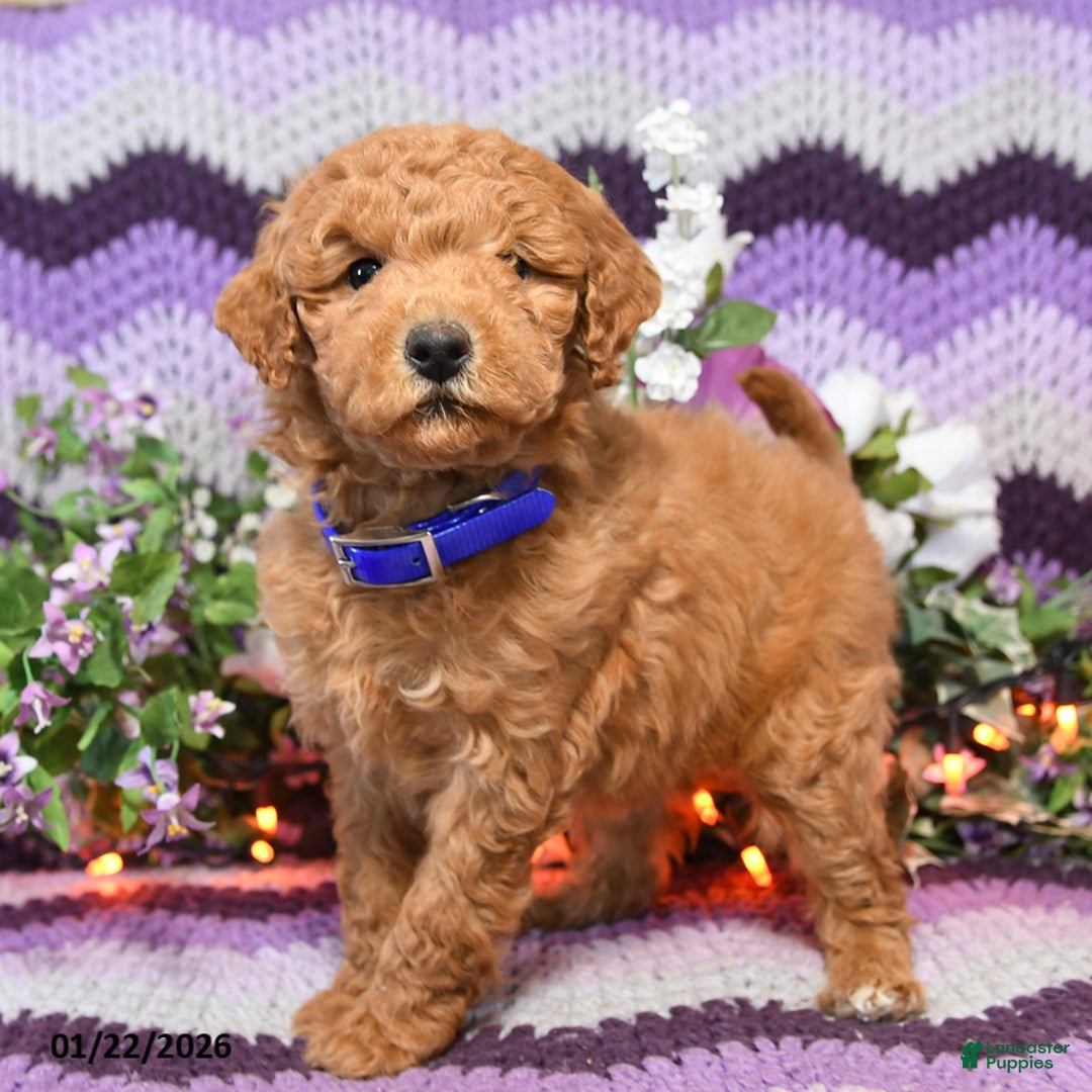 Mini Goldendoodle dogs for sale: Lila  - Ad 2