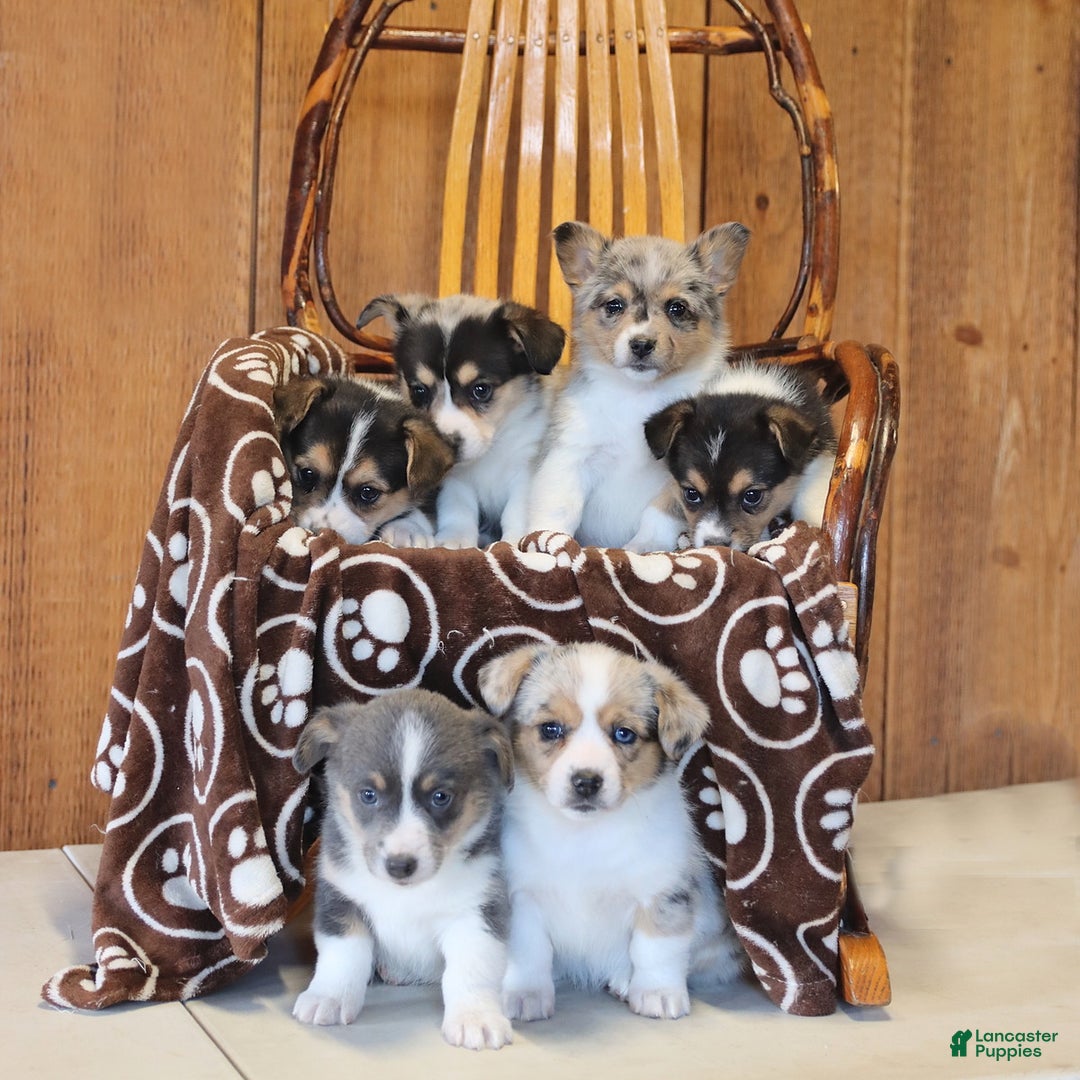 Mixed Breed dogs for sale: Abby - Ad 2