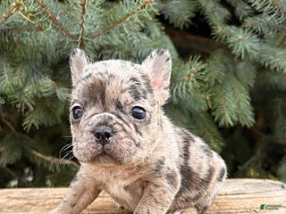 French Bulldog dogs Khloe - Ad 25