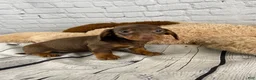 Miniature Dachshund dogs for sale: Wendy - Ad 16