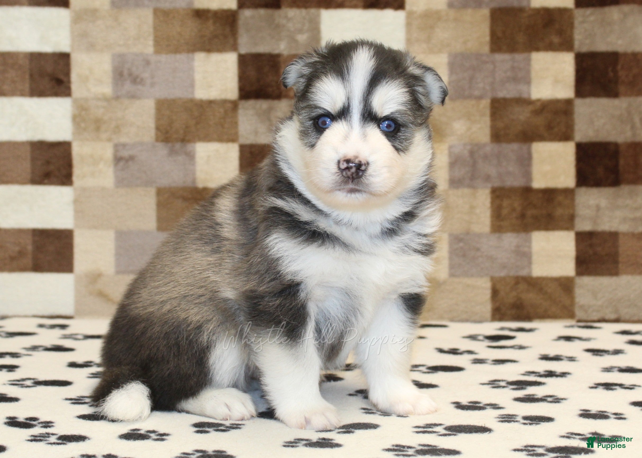 Pomsky dogs Waldo - Ad 1