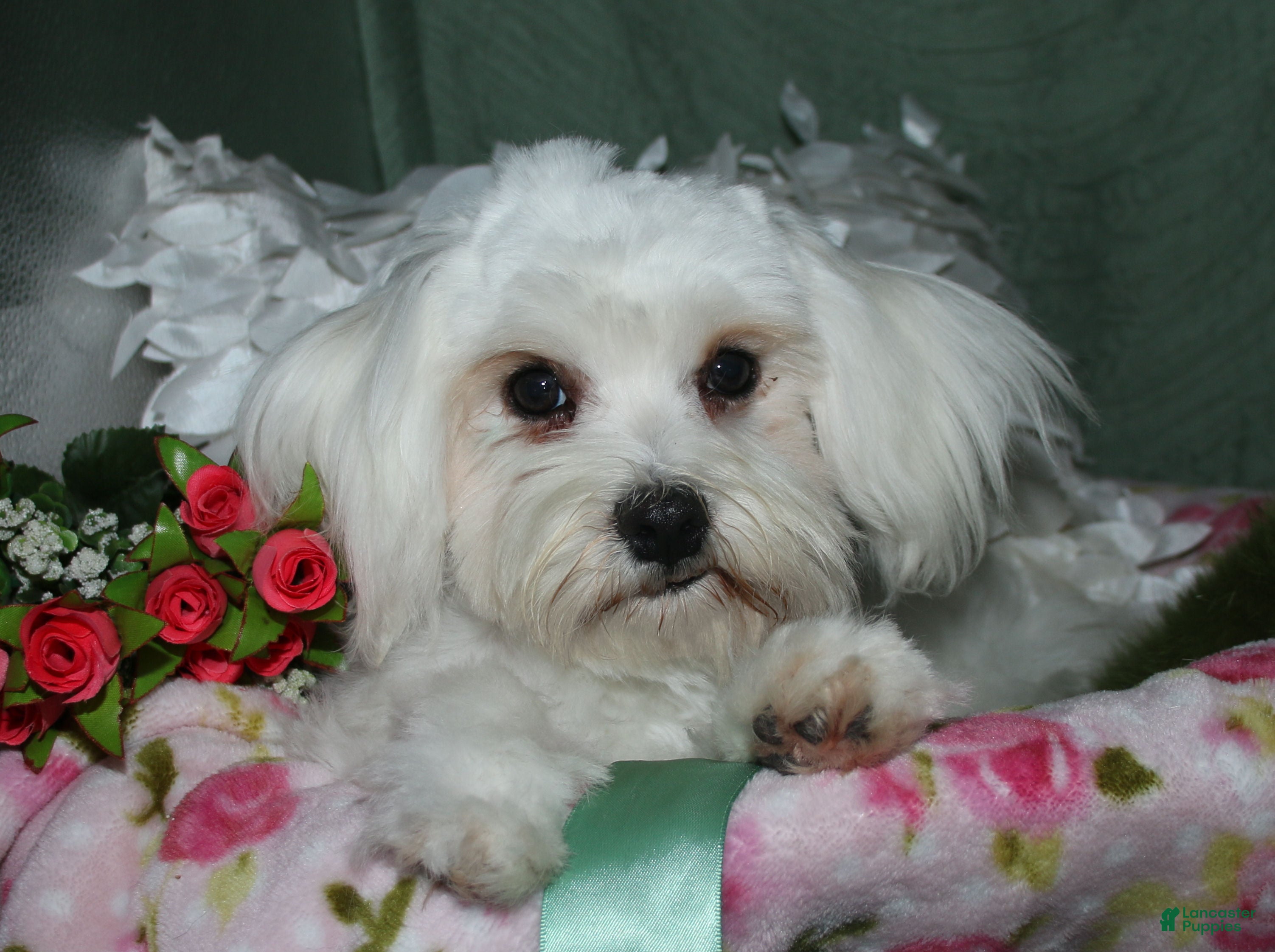 Maltese dogs Teddy - Ad 1