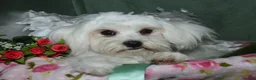 Maltese dogs for sale: Teddy - Ad 1