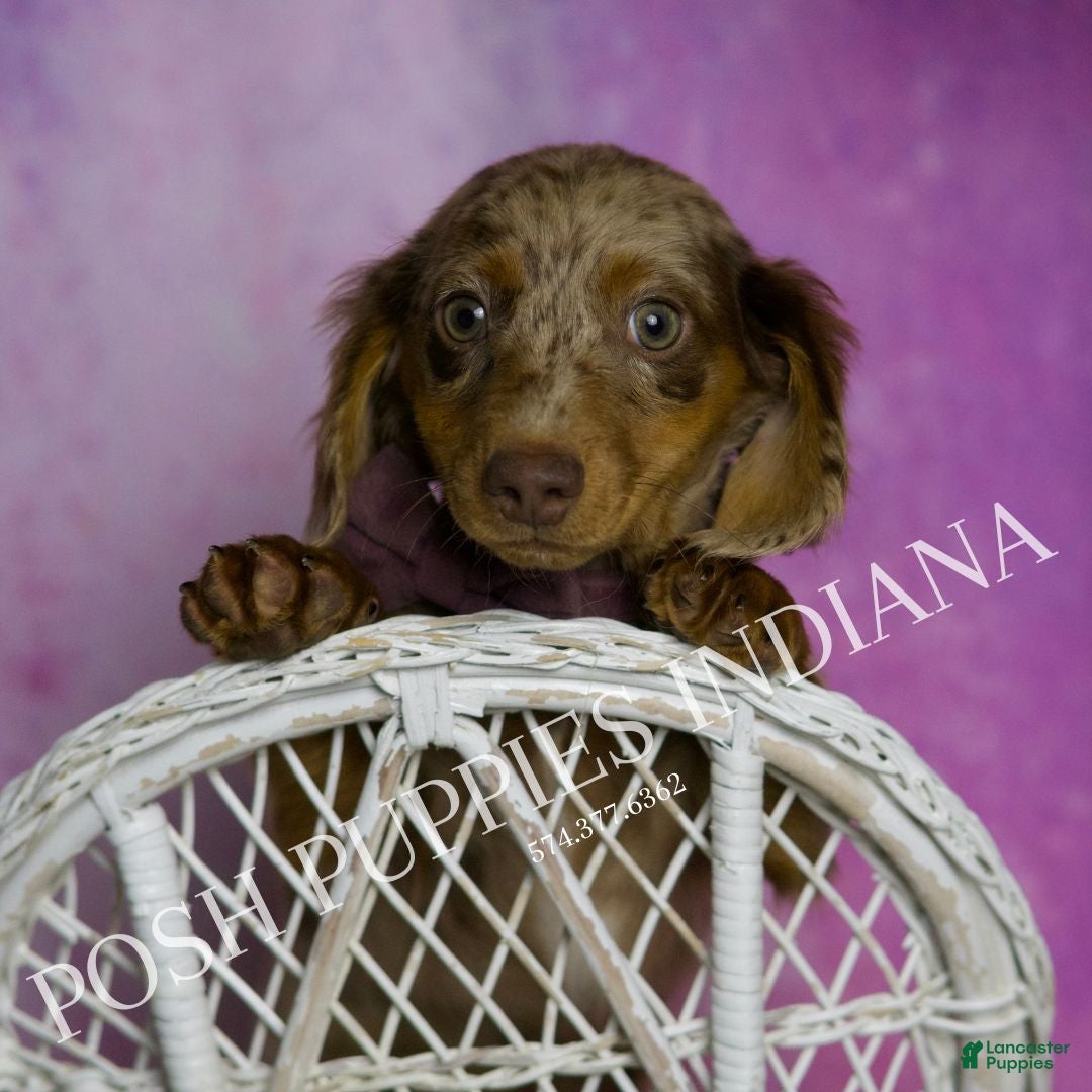 Miniature Dachshund dogs for sale: Zues - Ad 1
