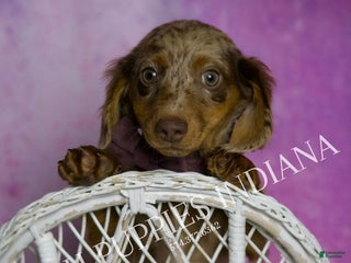 Miniature Dachshund dogs Zues - Ad 5