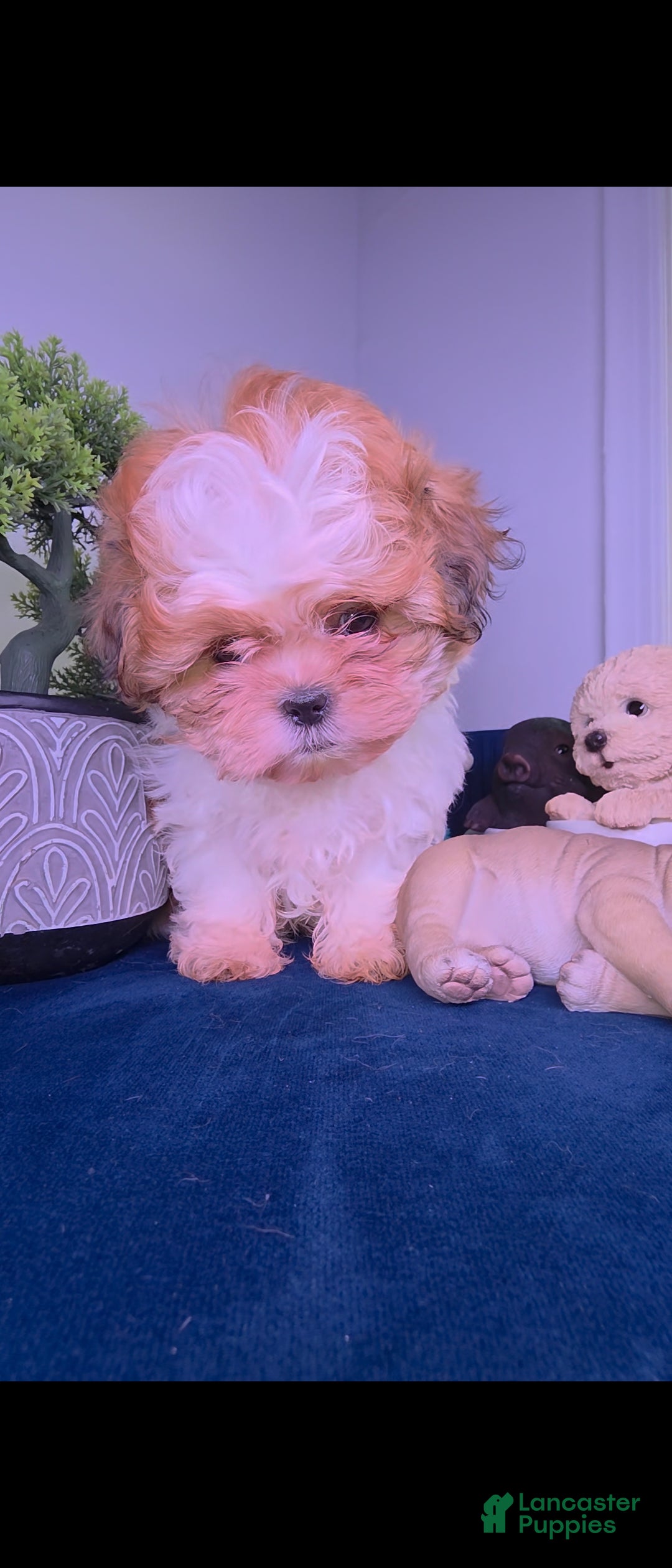 Shih Tzu dogs Shih Tzu leon - Ad 40