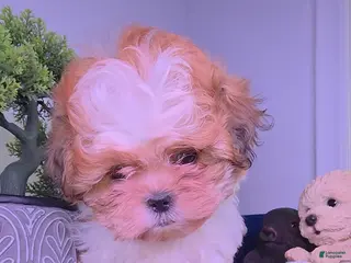 Shih Tzu dogs Shih Tzu leon - Ad 40