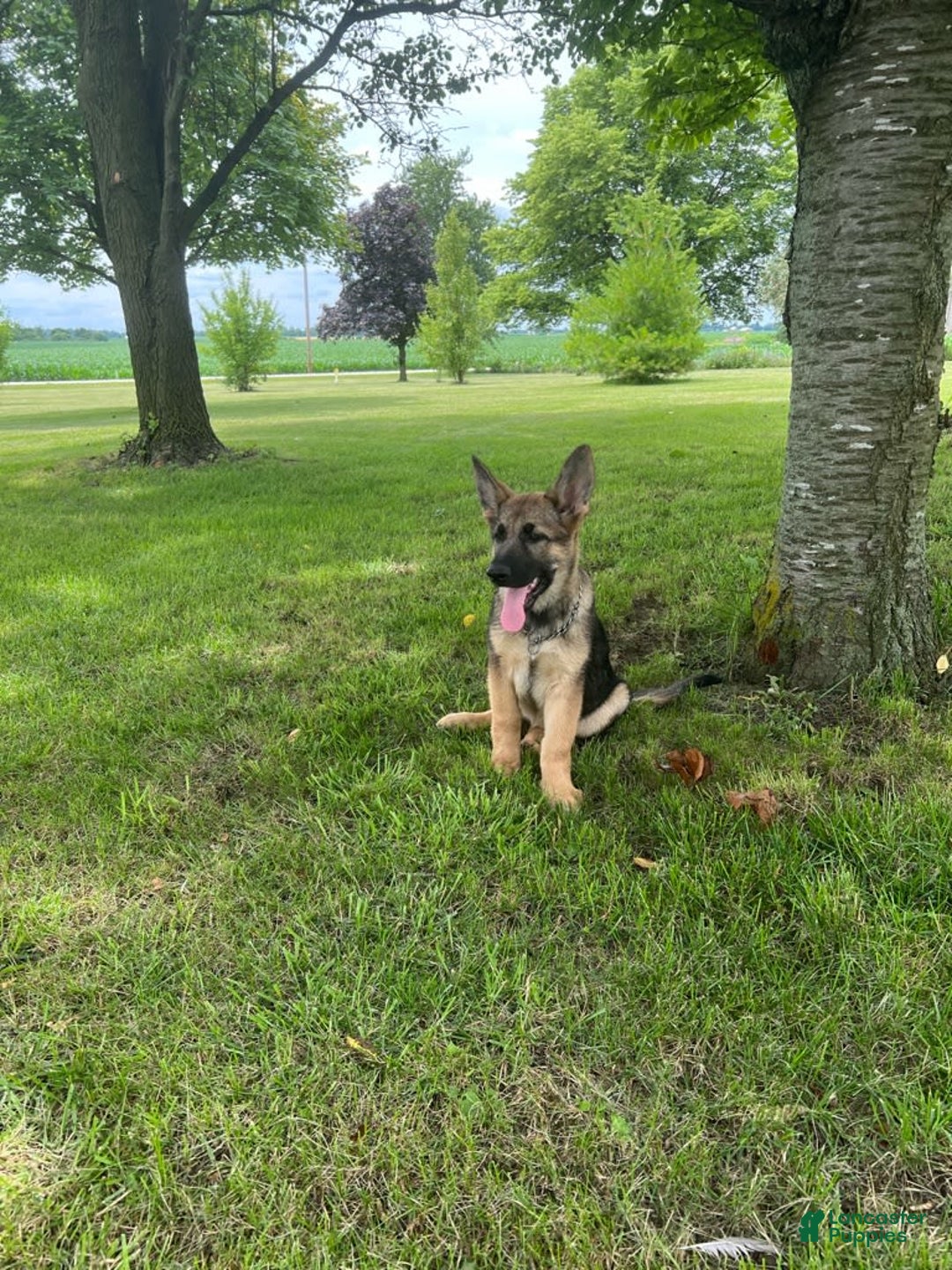 Gallery Image {{count}}