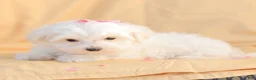 Maltese dogs for sale: Butch - Ad 8