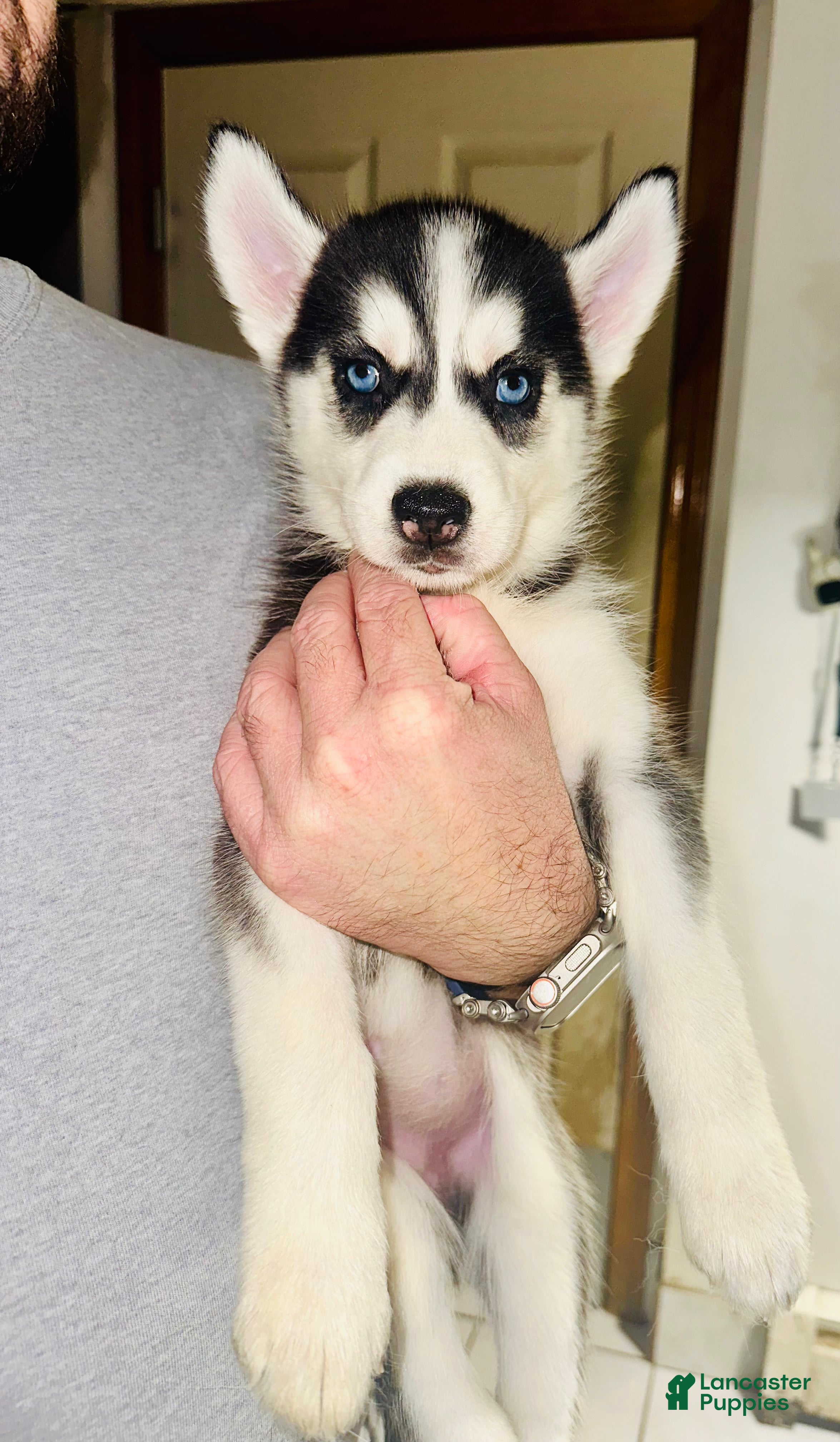 Siberian Husky dogs Foxy - Ad 2