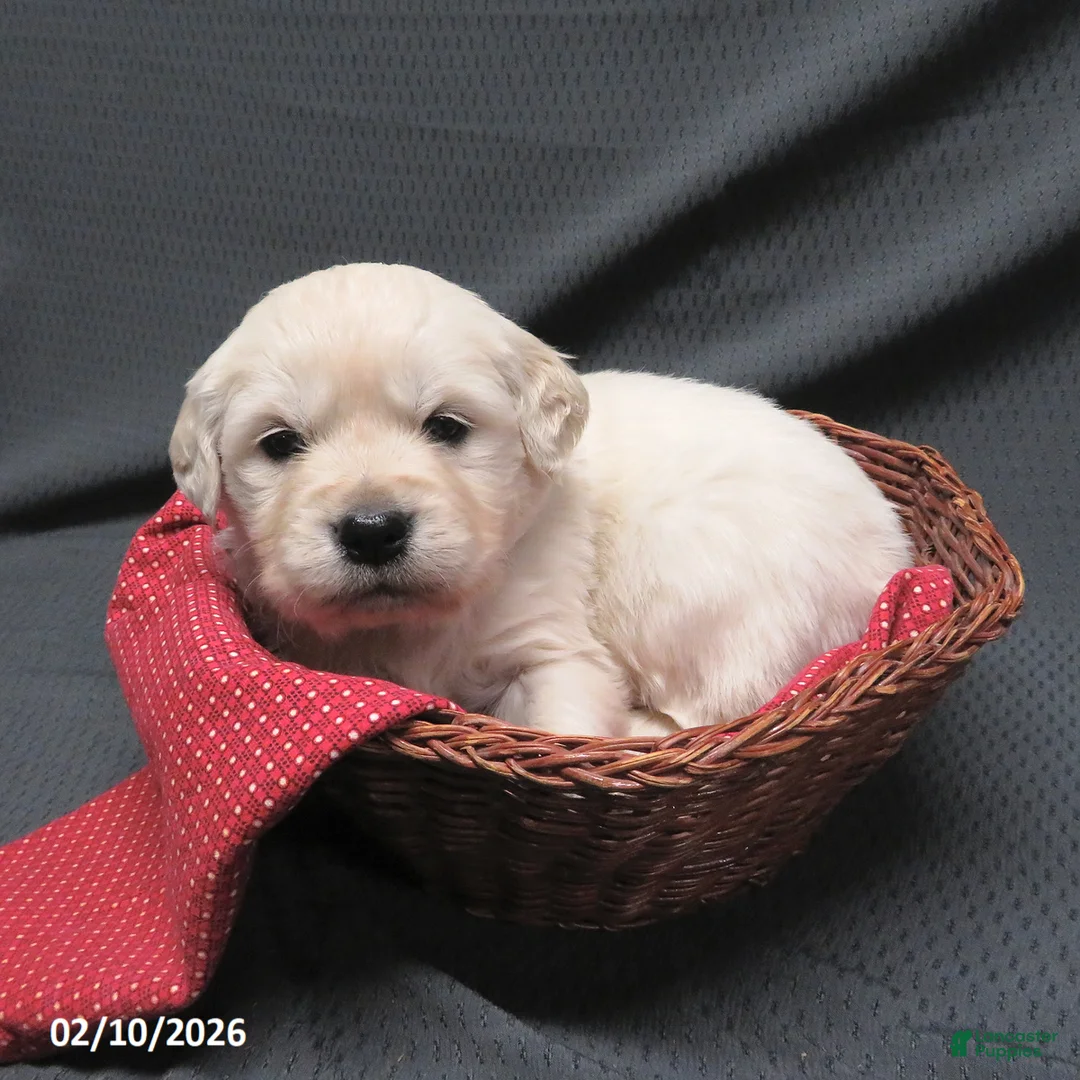 Golden Retriever dogs for sale: Bitsie - Ad 11