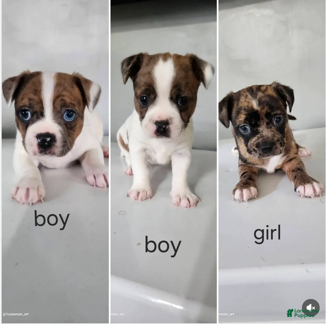 Mixed Breed dogs for sale: Mixed Breed Puppy 1 - Ad 2