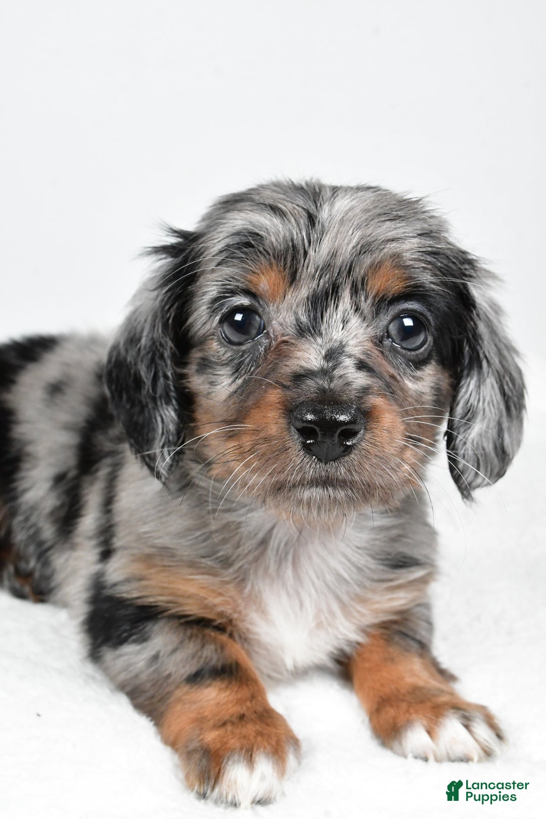 Miniature Dachshund dogs for sale: Bella - Ad 5