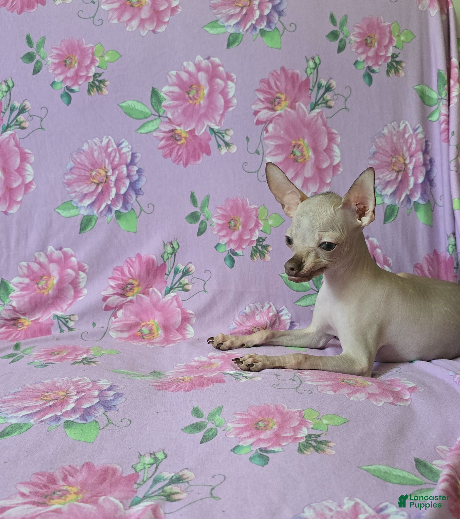 Chihuahua dogs Hairless Girl  - Ad 1