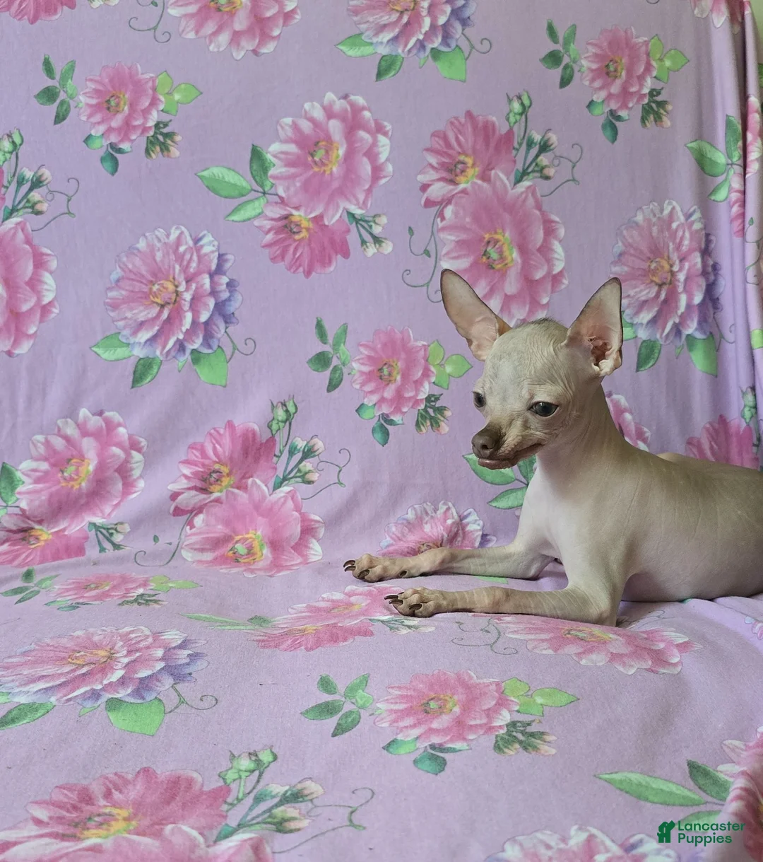 Chihuahua dogs for sale: Hairless Girl  - Ad 1