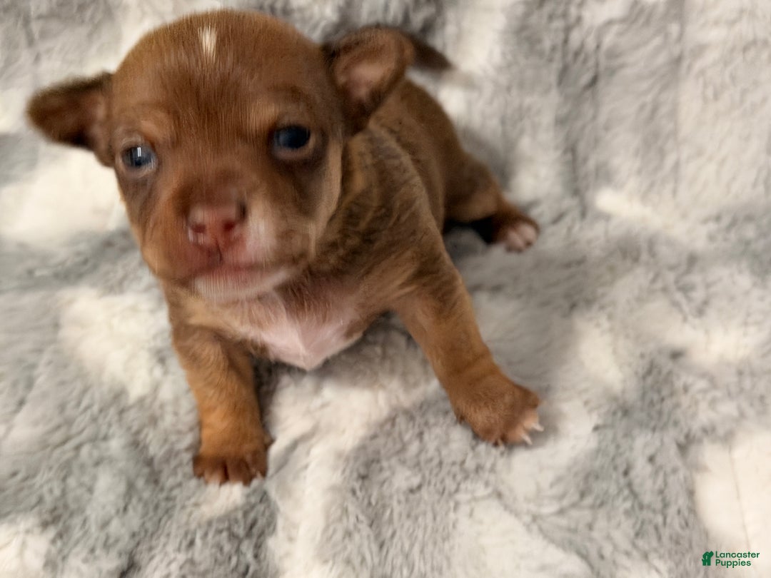 Chihuahua dogs for sale: Ernie - Ad 2