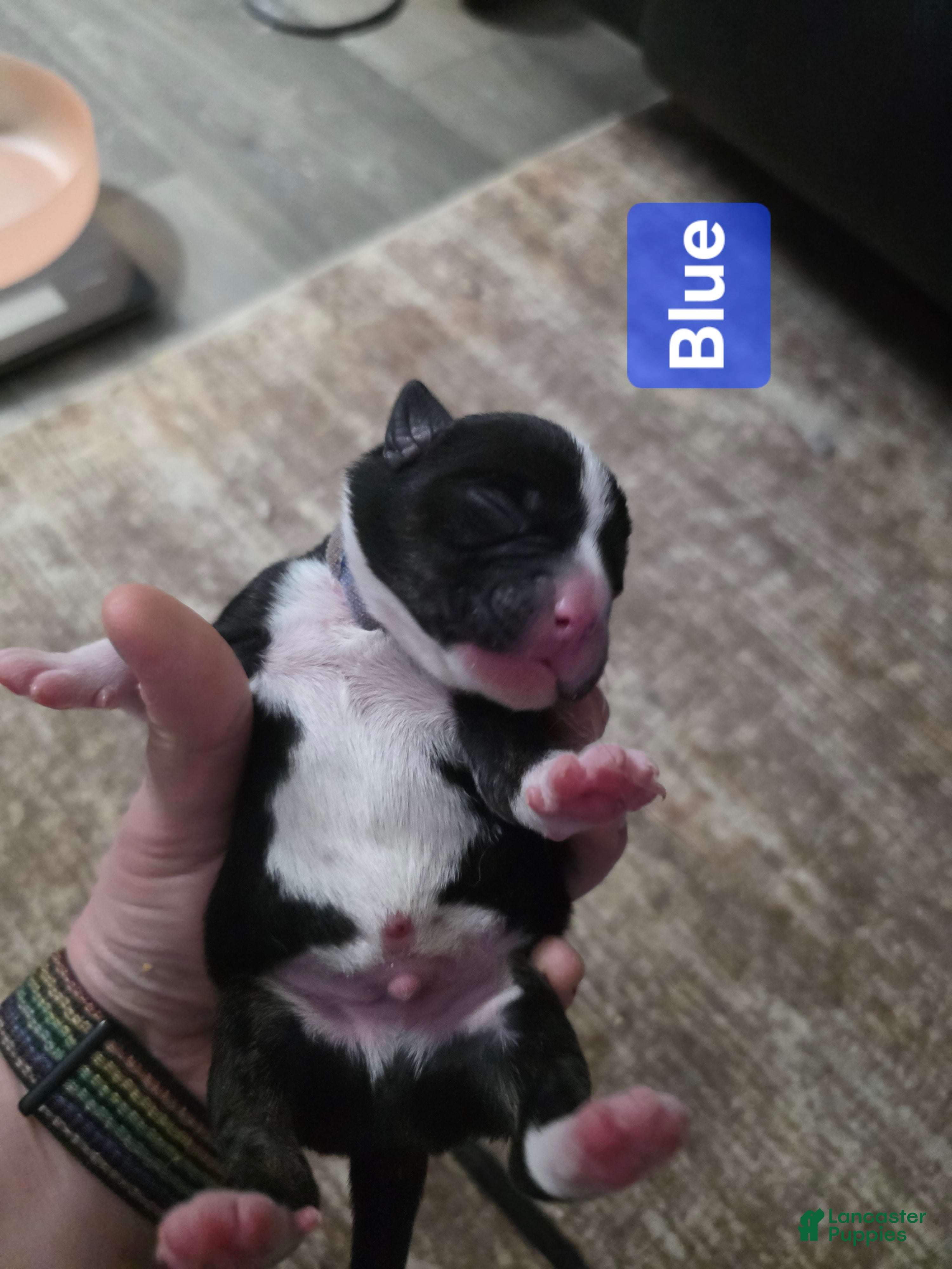 Mixed Breed dogs Blue - Ad 23