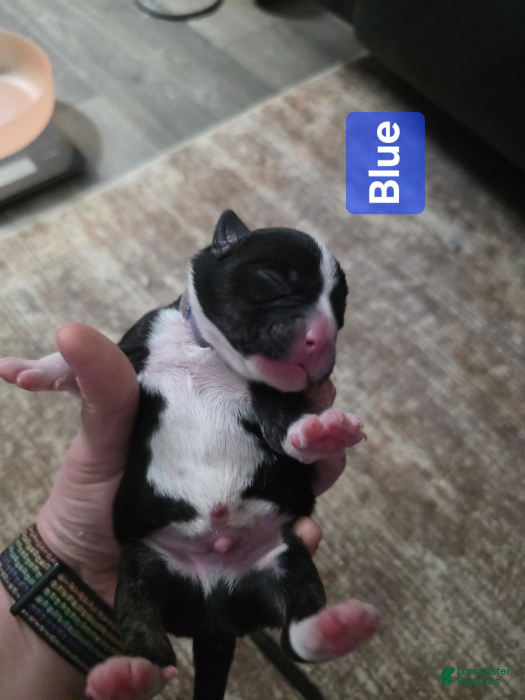 Mixed Breed dogs for sale: Blue - Ad 1