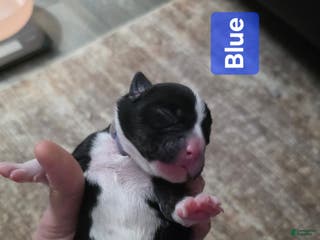 Mixed Breed dogs Blue - Ad 23